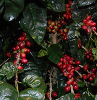 coffea_arabica_Maragogype