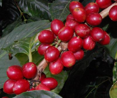 coffea_arabica_Maragogype_2