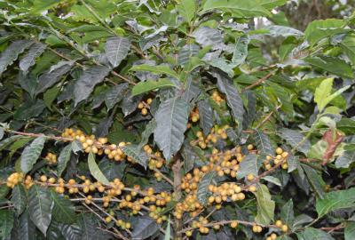 coffea_arabica_yellow